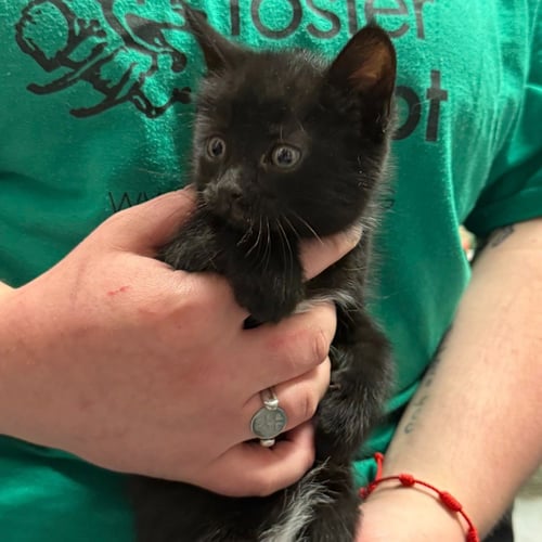 NIYX - Domestic Short Hair available for adoption