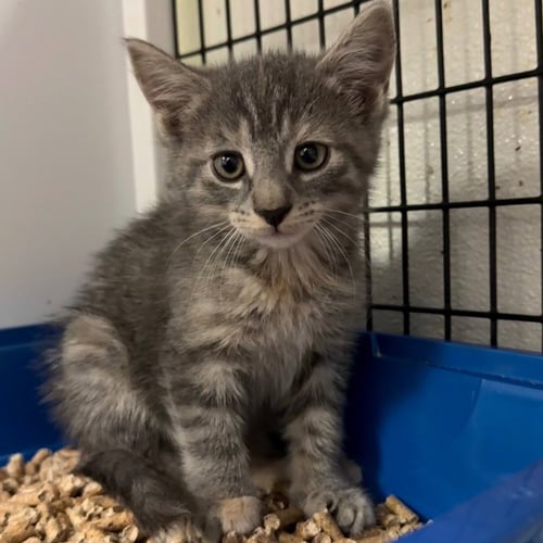 MELINA - Domestic Short Hair for adoption in Trenton