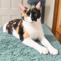 Bonnie - Photo 1