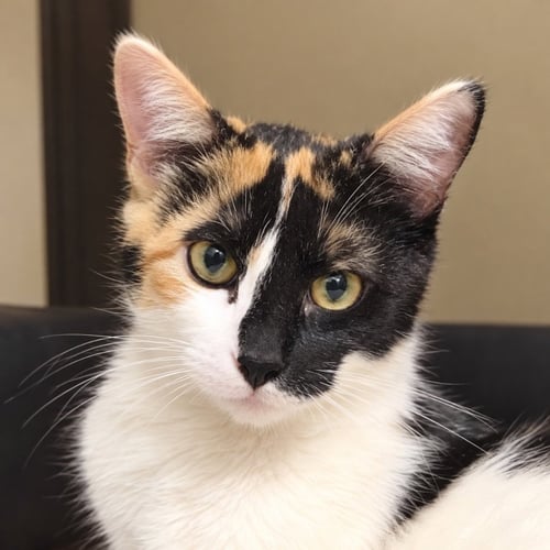 BONNIE - Domestic Short Hair available for adoption