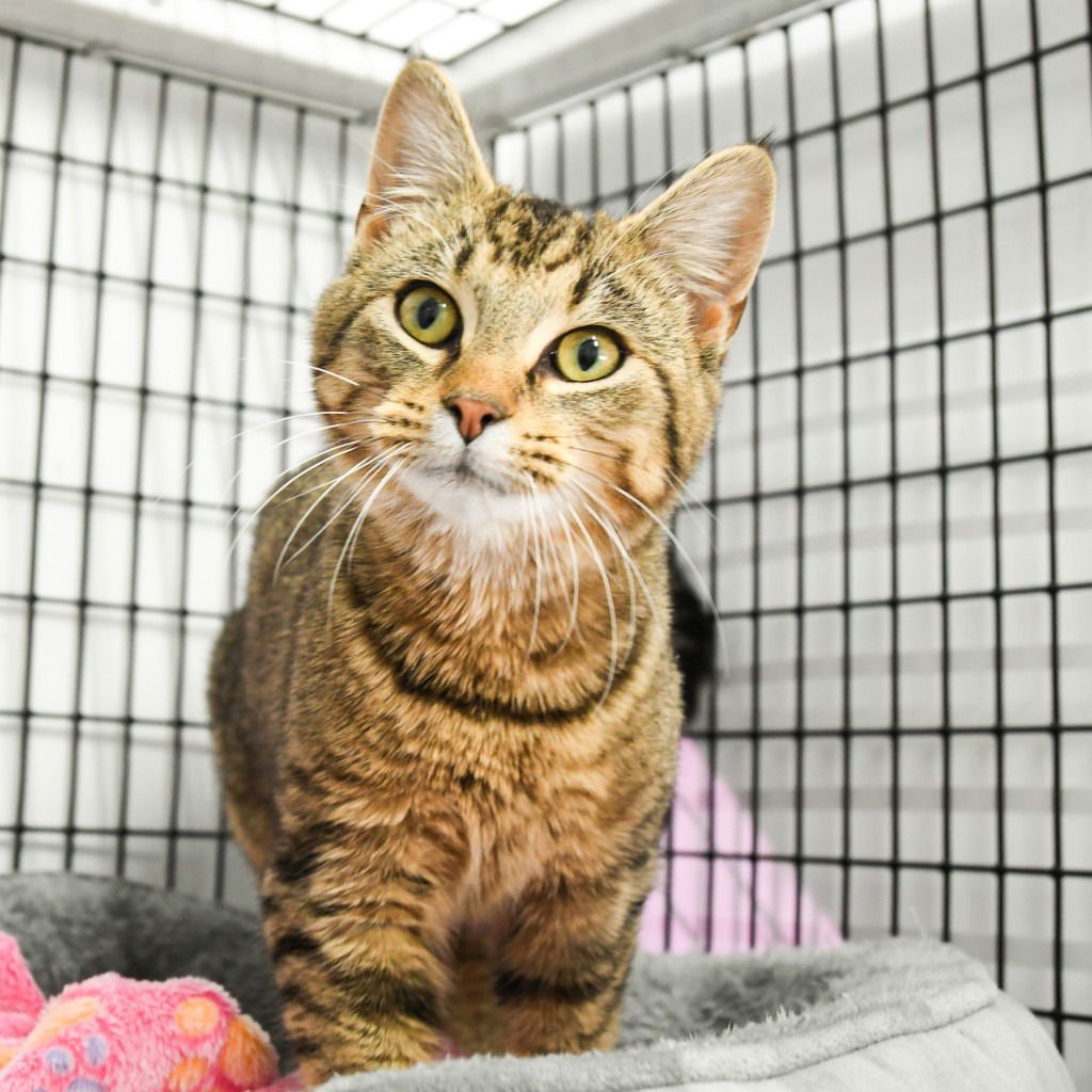CUPID - Domestic Short Hair available for adoption