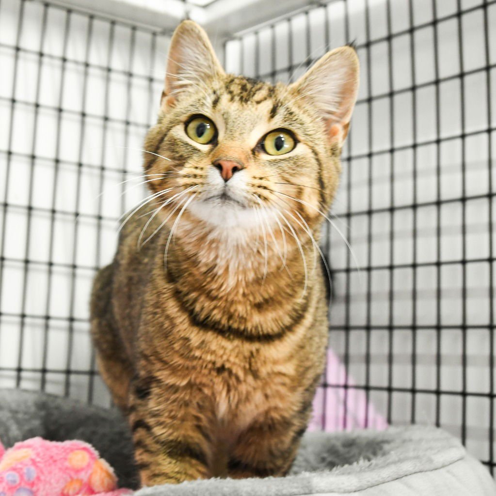 CUPID - Domestic Short Hair available for adoption