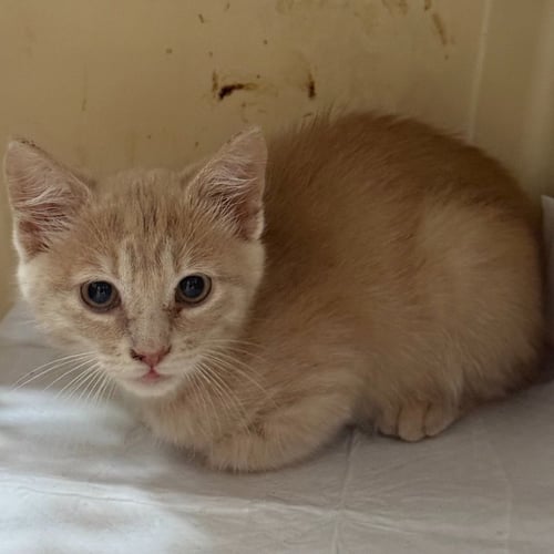 BUFFY - Domestic Short Hair available for adoption