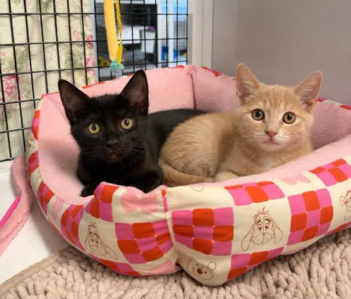 BUFFY - Domestic Short Hair available for adoption