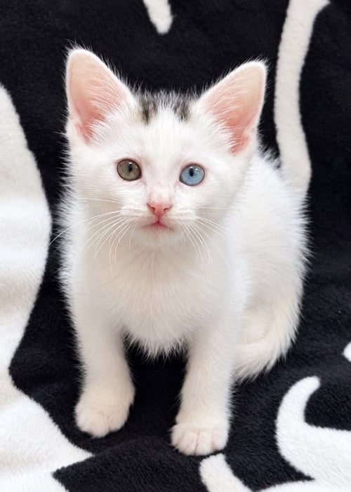 BEAUMONT - Domestic Short Hair available for adoption