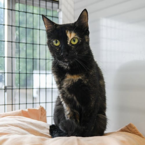 BISCUIT - Domestic Short Hair available for adoption