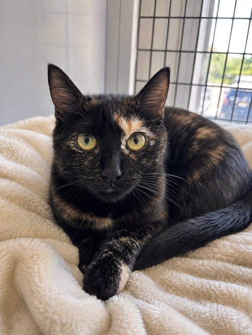 BISCUIT - Domestic Short Hair available for adoption