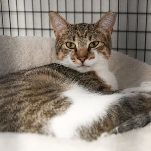 AINSLEY - Domestic Short Hair available for adoption