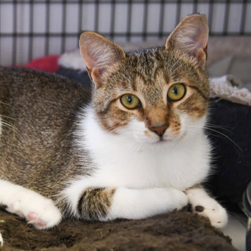 AINSLEY - Domestic Short Hair available for adoption