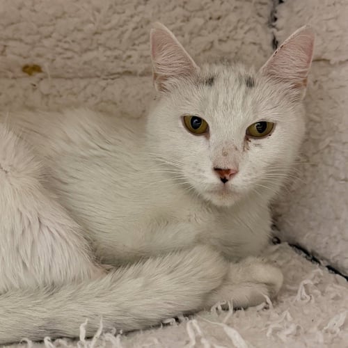 MEADOW - Domestic Short Hair available for adoption