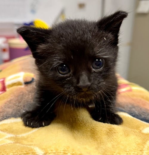 CANYON - Domestic Short Hair available for adoption