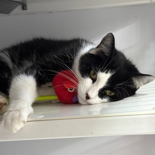 GABBY - Domestic Short Hair available for adoption