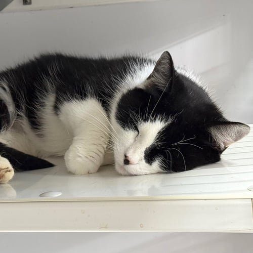 GABBY - Domestic Short Hair available for adoption