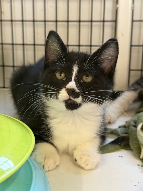 SABRINA - Domestic Short Hair available for adoption