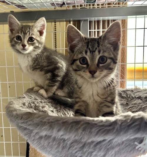 RIZZO - Domestic Short Hair available for adoption