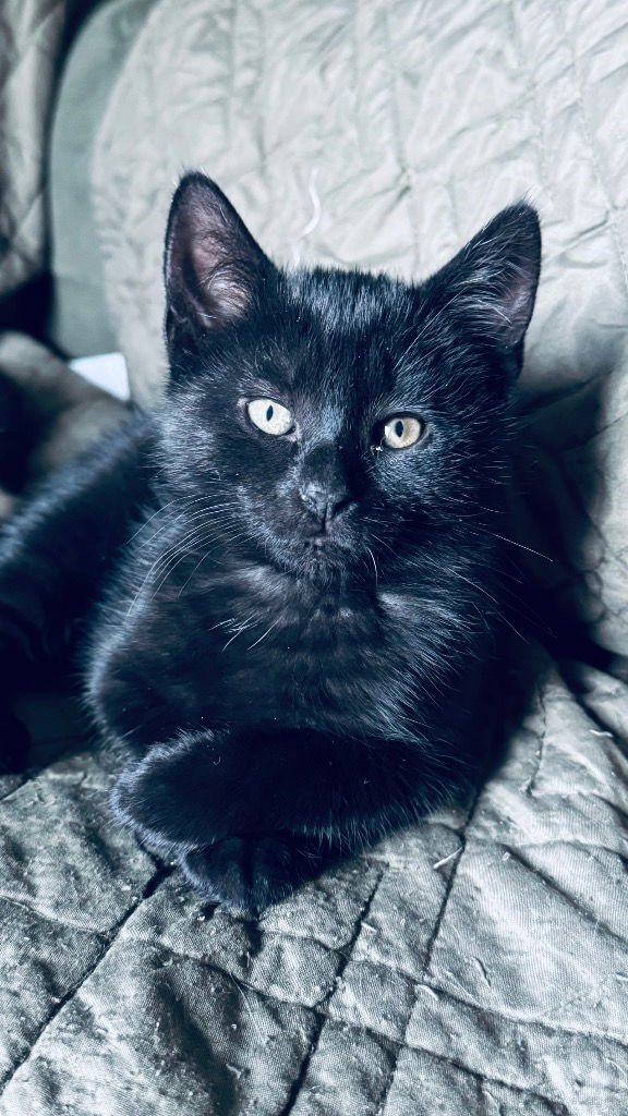 SUGAR BERRY - Domestic Short Hair available for adoption