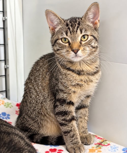 ALYX - Domestic Short Hair available for adoption