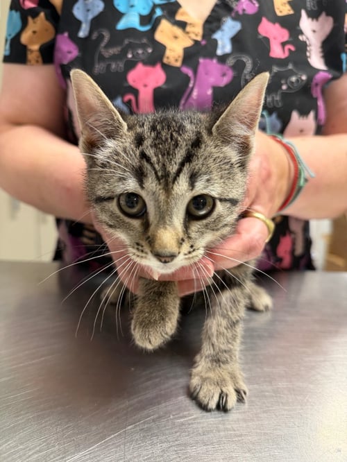 ALYX - Domestic Short Hair available for adoption
