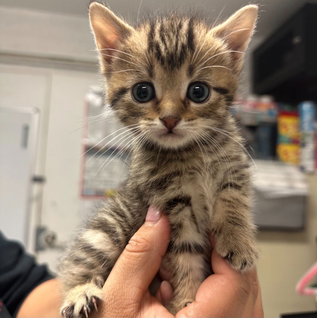 HONEY - Domestic Short Hair available for adoption