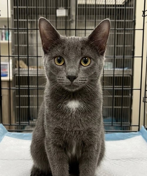 CASHMERE - Domestic Short Hair available for adoption