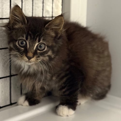 VELVET - Domestic Medium Hair available for adoption
