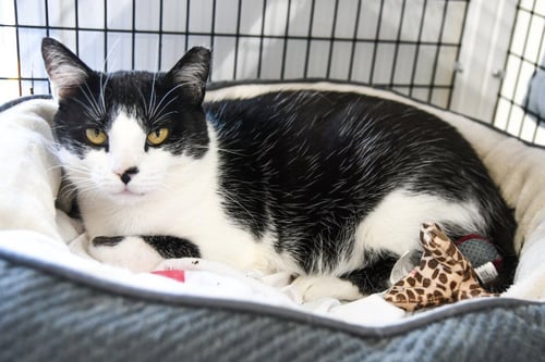 CHIA - Domestic Short Hair for adoption in Trenton