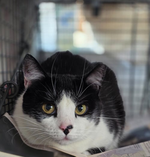 CHIA - Domestic Short Hair available for adoption