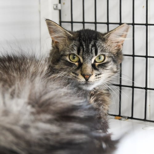 HOKU - Domestic Medium Hair for adoption in Trenton