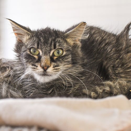 HOKU - Domestic Medium Hair available for adoption