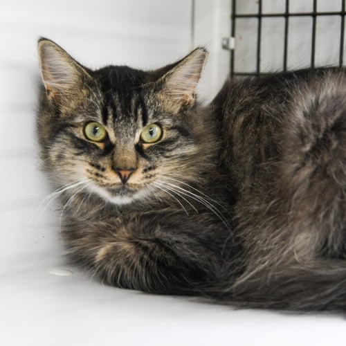 HOKU - Domestic Medium Hair available for adoption