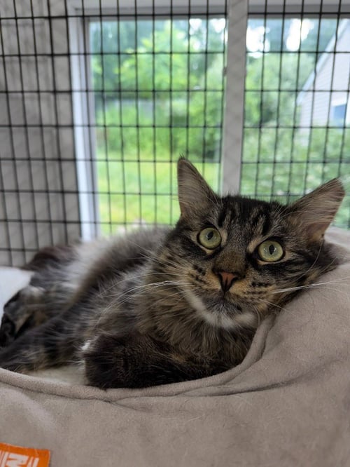 HOKU - Domestic Medium Hair available for adoption