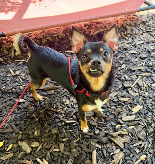 HONEY - Miniature Pinscher / Chihuahua available for adoption