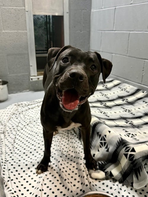 RAVEN - American Staffordshire Terrier / Labrador Retriever available for adoption