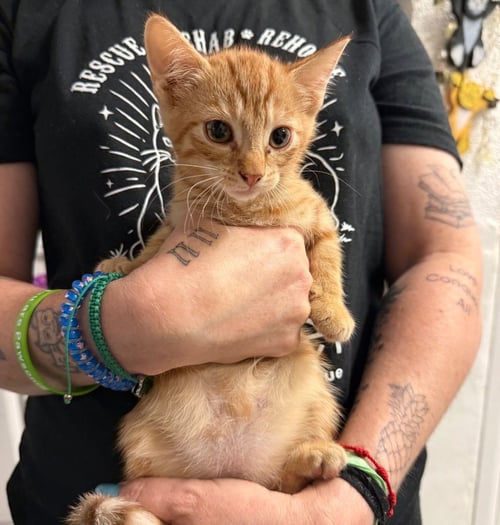 BUNNY - Domestic Short Hair available for adoption