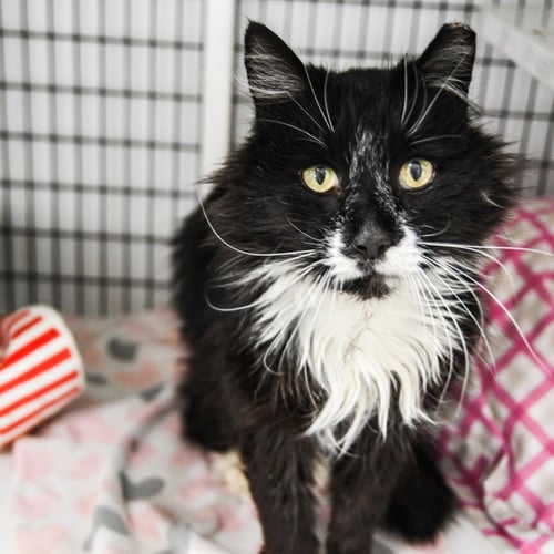 MERLIN - Domestic Long Hair for adoption in Trenton