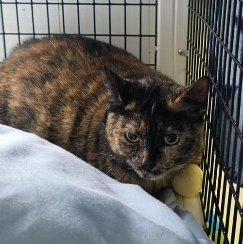 SNICKERS - Domestic Short Hair available for adoption