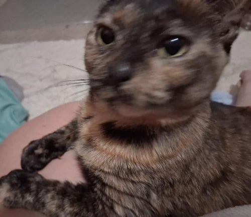 SNICKERS - Domestic Short Hair available for adoption