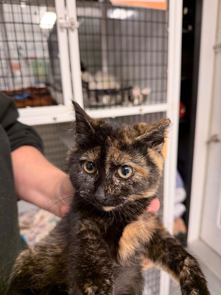 ABBY - Domestic Short Hair available for adoption