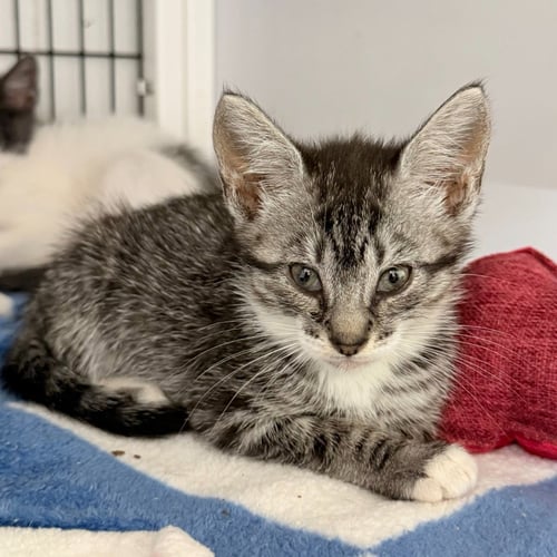 SEASHELL - Domestic Short Hair available for adoption