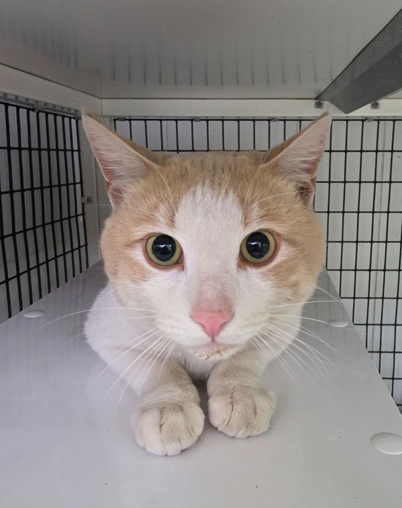 CREAMSICLE - Domestic Short Hair available for adoption