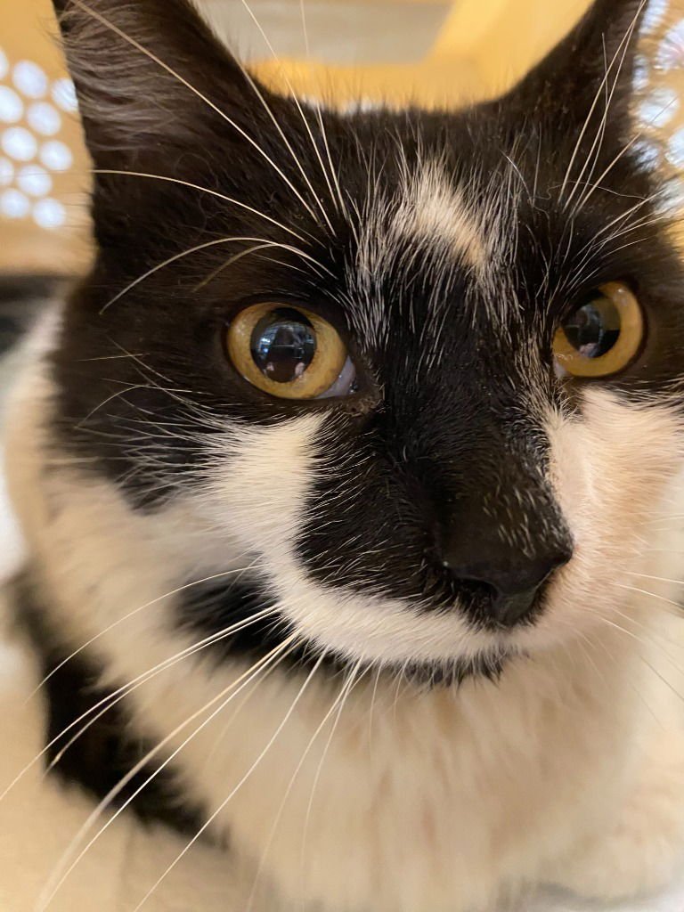 SKY - Domestic Short Hair available for adoption