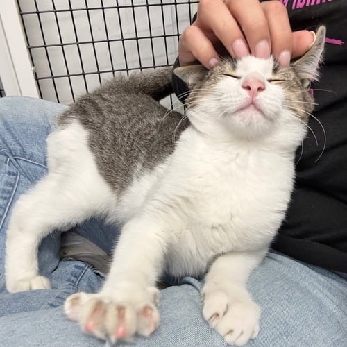 OTIS - Domestic Short Hair available for adoption