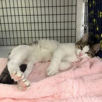 Otis - Photo 1