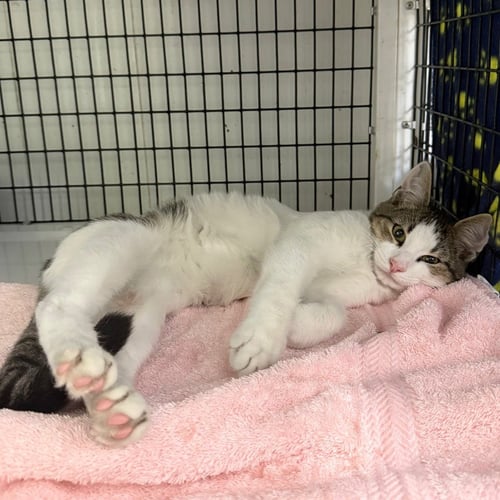 OTIS - Domestic Short Hair available for adoption