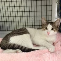 Otis - Photo 4