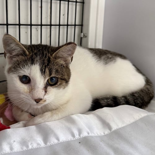 COBBLER - Domestic Short Hair available for adoption