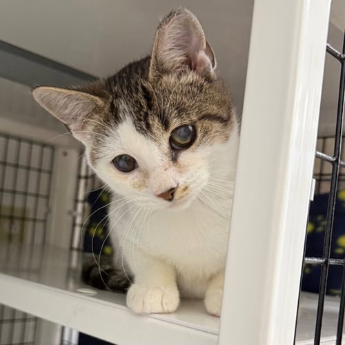 COBBLER - Domestic Short Hair available for adoption