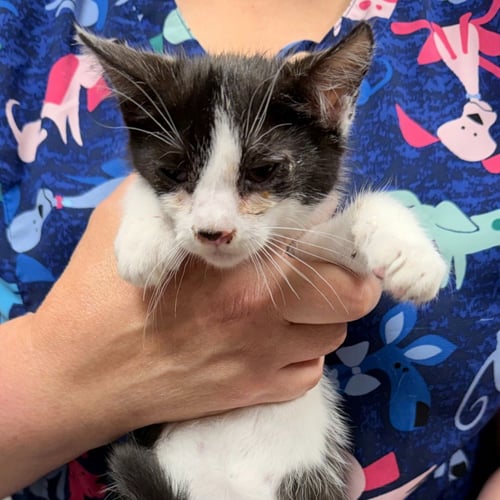 SEAWEED - Domestic Short Hair available for adoption