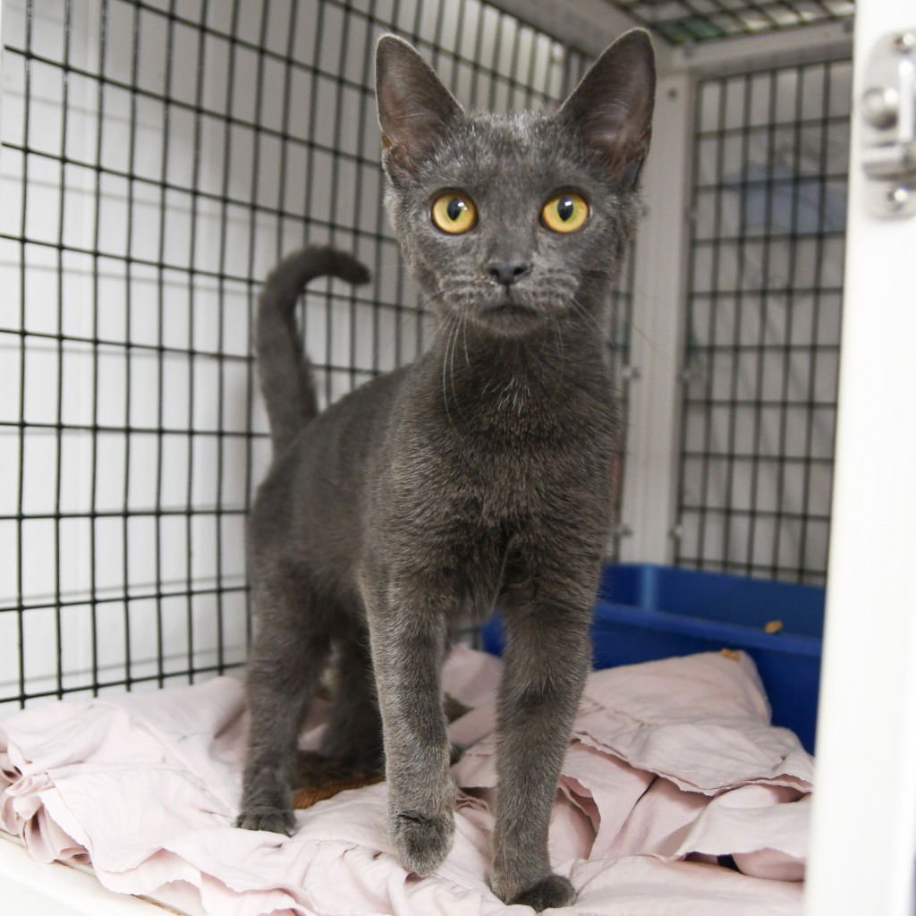 KALARA - Domestic Short Hair available for adoption