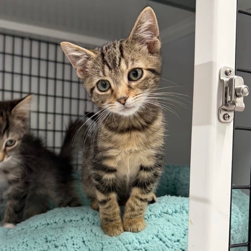 BOO - Domestic Short Hair available for adoption